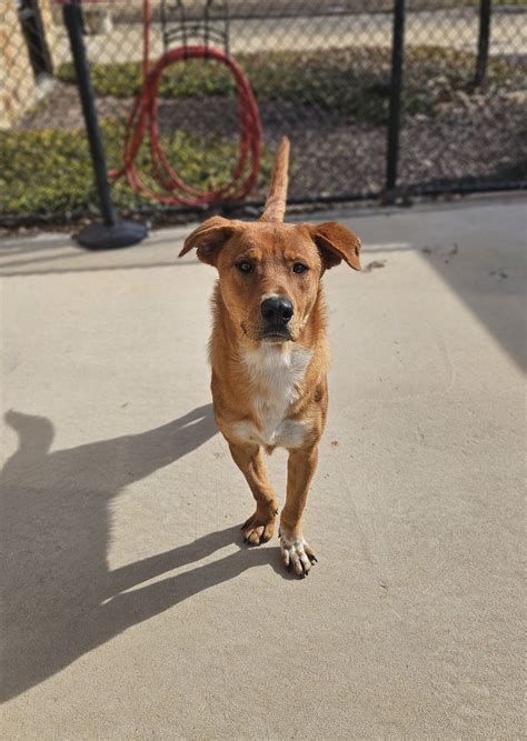 city of crowley animal shelter.